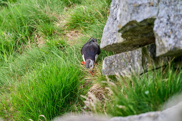 Cute and adorable Puffin, fratercula, on a cliff in Norway.