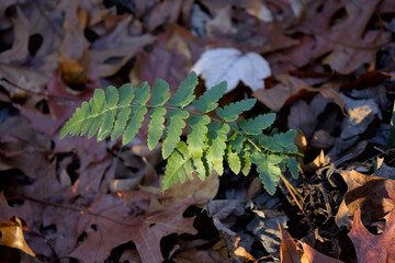 Leaning baby fern in forest