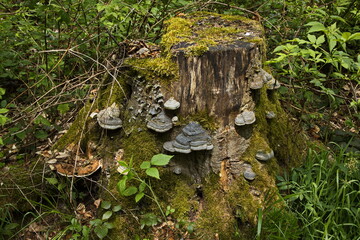 Old tree stump with bracket fungis in Czech Republic,Europe
 - obrazy, fototapety, plakaty