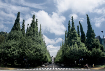 Naklejka premium The Ginkgo Avenue is about 300 meters long. Beautiful green ginkgo trees in summer 