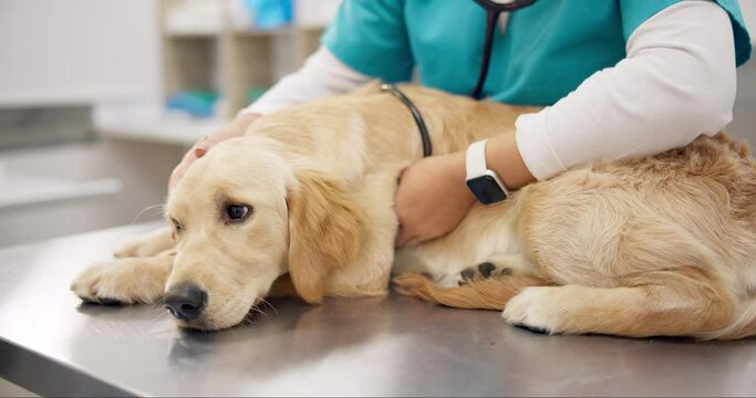 Sick dog on table with vet for consultation, medical advice and pet care with insurance. Doctor, female veterinarian and Labrador puppy at hospital for professional help, check up and animal clinic.