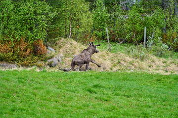 Naklejka na ściany i meble Scandinavian Moose with antlers standing on a meadow