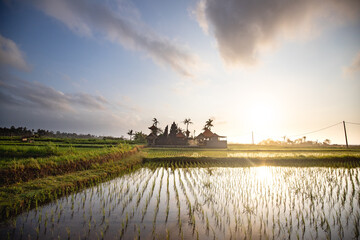 Great fresh rice terraces with water in the morning. View over fish green to a Hindu temple in the...