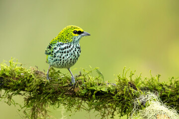 The speckled tanager (Ixothraupis guttata) is a medium-sized passerine bird. It is a resident breeder in Costa Rica, Panama, Trinidad, Venezuela, Colombia, Guyana, Suriname 