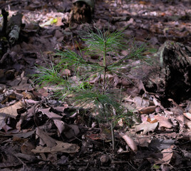 Isolated baby pine tree catching rays of sunlight