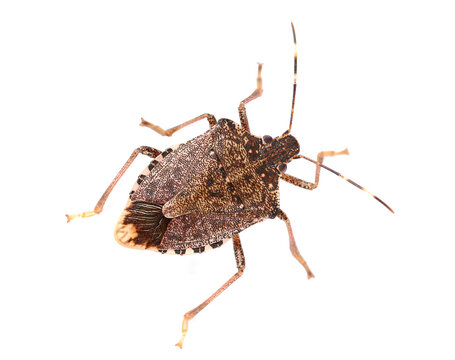 Brown Marmorated Stink Bug isolated on white, with clipping path (Halyomorpha halys), clipping
