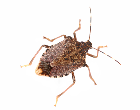 Brown Marmorated Stink Bug isolated on white, with clipping path (Halyomorpha halys), clipping
