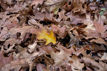 Isolated golden leaf on bed of brown leaves