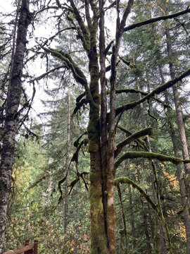 trees in the woods
