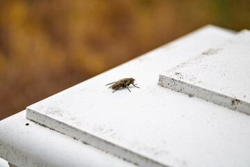 Side view of fly on white fencepost
