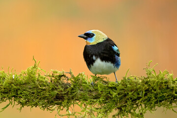 The golden-hooded tanager (Stilpnia larvata) is a medium-sized passerine bird. This tanager is a resident breeder from southern Mexico south to western Ecuador