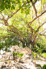 tree in the park of a maya temple, yucatan, mexico