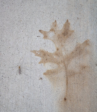 Mosquito sitting next to leaf fossil in cement