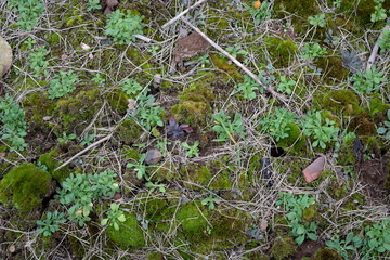 Green mossy plant and weed bed texture