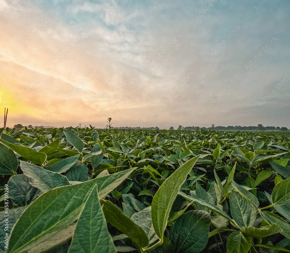 Poster Green Soybean Agricultural Field at Dawn. Morning dew glistens upon the ripe leaves of the soybean plants. Captured at sunrise in a lush green agricultural soybean field. Plants are ripe and green.