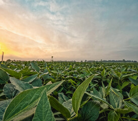 Green Soybean Agricultural Field at Dawn. Morning dew glistens upon the ripe leaves of the soybean plants. Captured at sunrise in a lush green agricultural soybean field. Plants are ripe and green. - obrazy, fototapety, plakaty