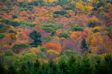 Colorful autumn trees on a Wisconsin hillside in October