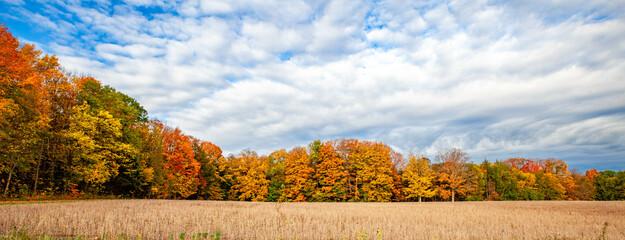 Colorful Wisconsin, autumn trees next to a soybean field in October