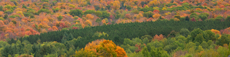 Colorful autumn trees with a row of pines on a Wisconsin hillside in October