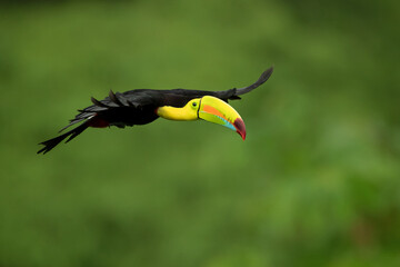 Keel-billed toucan (Ramphastos sulfuratus), also known as sulfur-breasted toucan, or rainbow-billed toucan, is a colorful Latin American member of the toucan family