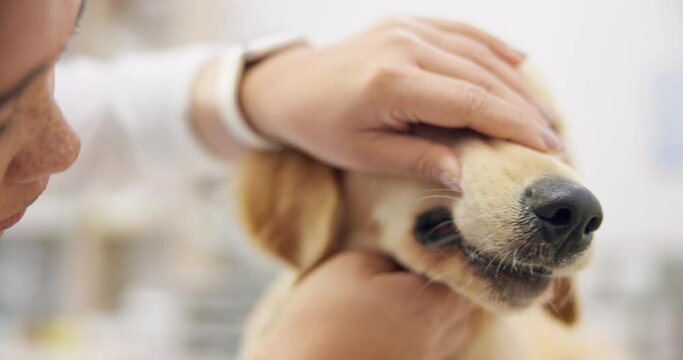Dog checkup, teeth and a vet for dental care, healthcare and a service on a pet. Clinic, exam and a woman or female animal medical worker looking at the mouth for inspection, treatment or medicine