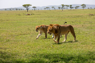Lions Strolling Through the Serengeti