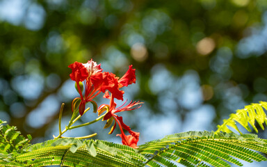 red leaves of blue sky