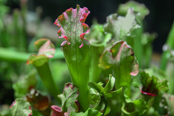 Exotic flower. Carnivorous pitcher plants. Macro of a sarracenia, also called a trumpet pitcher, on a blurred background
