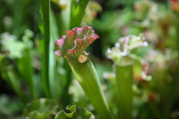 Exotic flower. Carnivorous pitcher plants. Macro of a sarracenia, also called a trumpet pitcher, on a blurred background