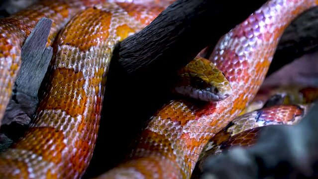 Fresh Look at Red Rat Snake Images Browse 3 874 Stock Photos Vectors