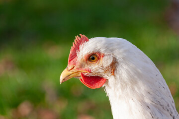 Huhn
