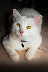 Obraz premium Image of a white cat with a dark background.
