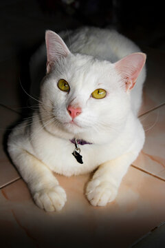 Image of a white cat with a dark background.