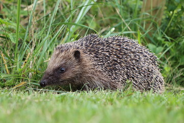 Igel