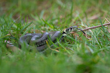 Natrix natrix - Grass snake - Ringed snake - Water snake - Couleuvre à collier