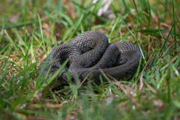Natrix natrix - Grass snake - Ringed snake - Water snake - Couleuvre à collier