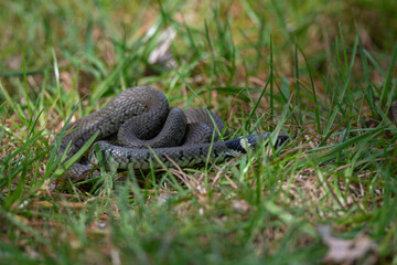 Natrix natrix - Grass snake - Ringed snake - Water snake - Couleuvre à collier