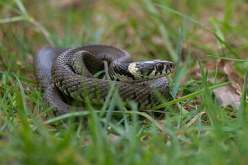 Natrix natrix - Grass snake - Ringed snake - Water snake - Couleuvre à collier