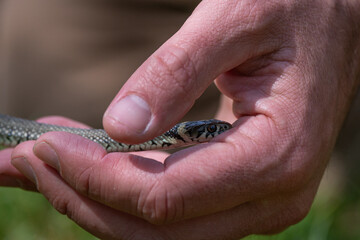 Natrix natrix - Grass snake - Ringed snake - Water snake - Couleuvre à collier