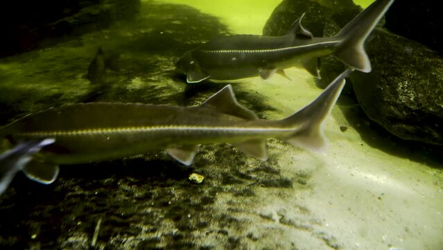 A shoal of sturgeon fish swims on the river bottom near rocks. Endangered species. Underwater photography.