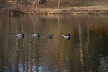country goose in the lake