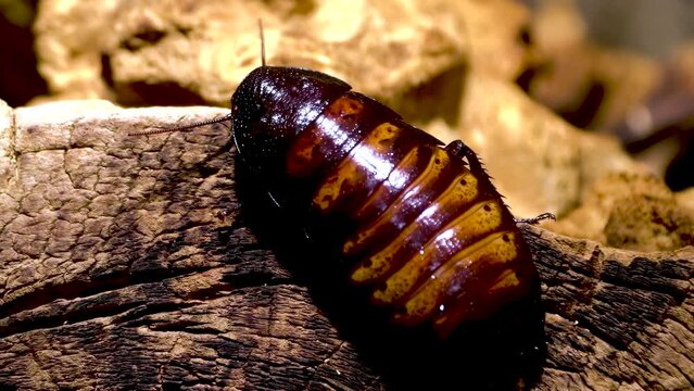 The world's largest cockroach. Tropical Madagascar hissing cockroaches on a rotting tree trunk.