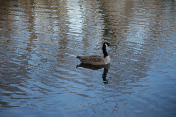 country goose in the lake