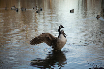 country goose in the lake