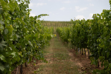 Vineyard located in Samakhi district