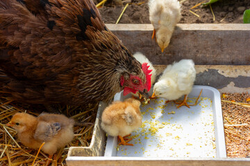 black hen mother hen feeds boiled egg chicks