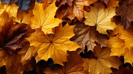 Fall Foliage Background Represents the Beauty of Nature's Cycles and Embracing Change