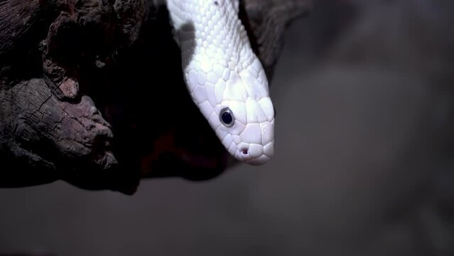 A white snake. The Texas rat snake on a dry branch. Elaphe obsoleta lindheimeri. 