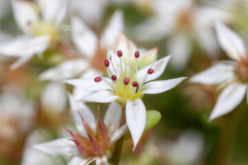 Macro of white flowers of Sedum (Sedum spectabile)