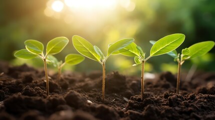 Seeds Sprouting Represents Growth, Regeneration, and Nature's Promise of Sustaining New Life